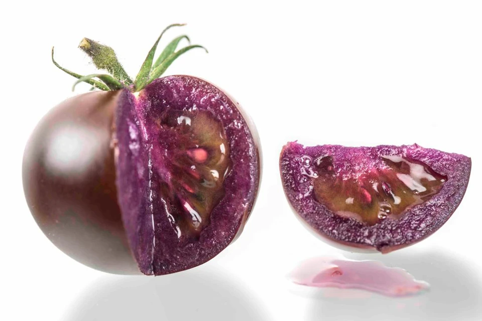 A group of scientists have been working with the new tomato for almost 20 years
