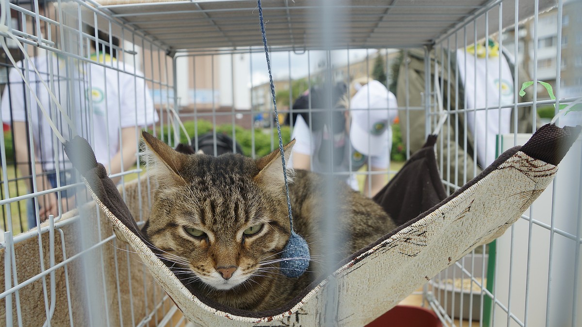 В Ульяновске открыли ветеринарную клинику для бездомных животных «Кошкин дом»  - KP.RU