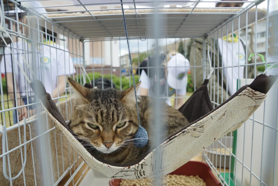 В Ульяновске открыли ветеринарную клинику для бездомных животных «Кошкин дом»