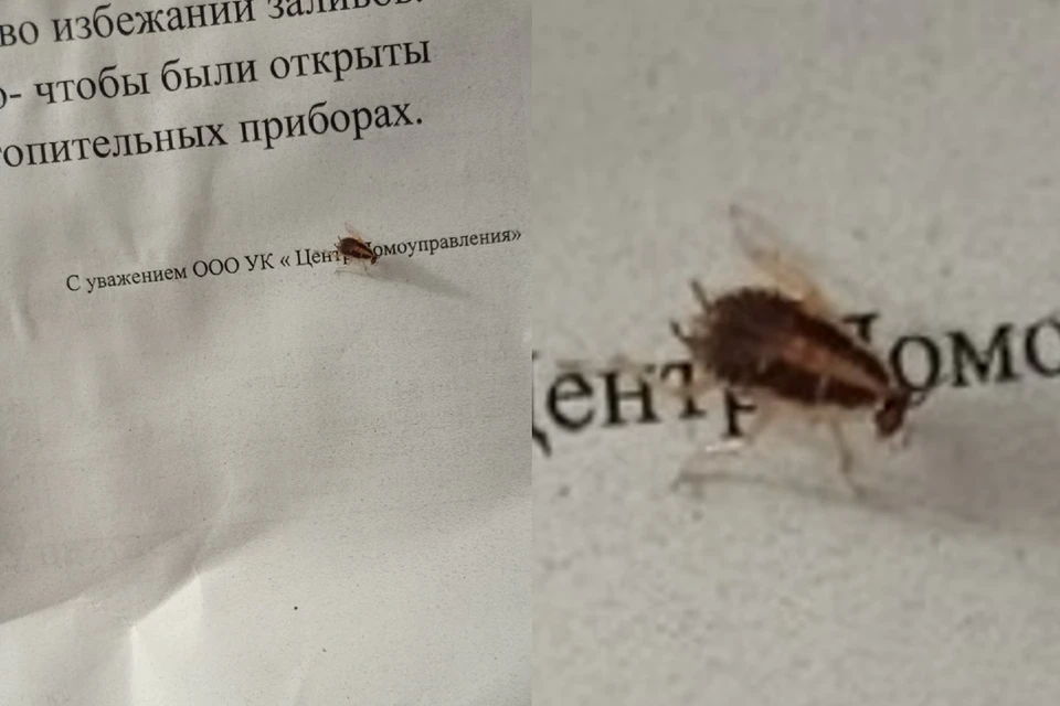 Санобработка подъездов помогает не всегда