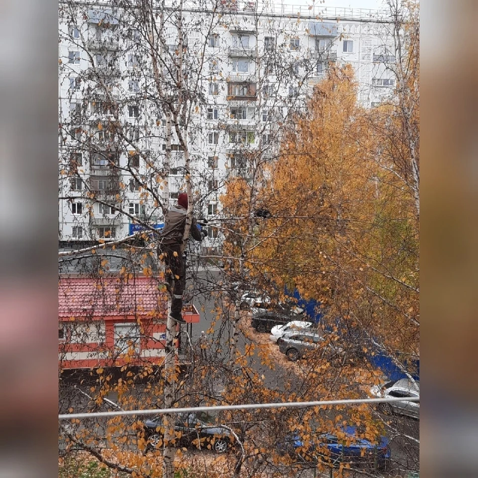 Котенок забрался на верхушку дерева и не мог самостоятельно с нее слезть. Фото: Сообщество "Я из Томска".