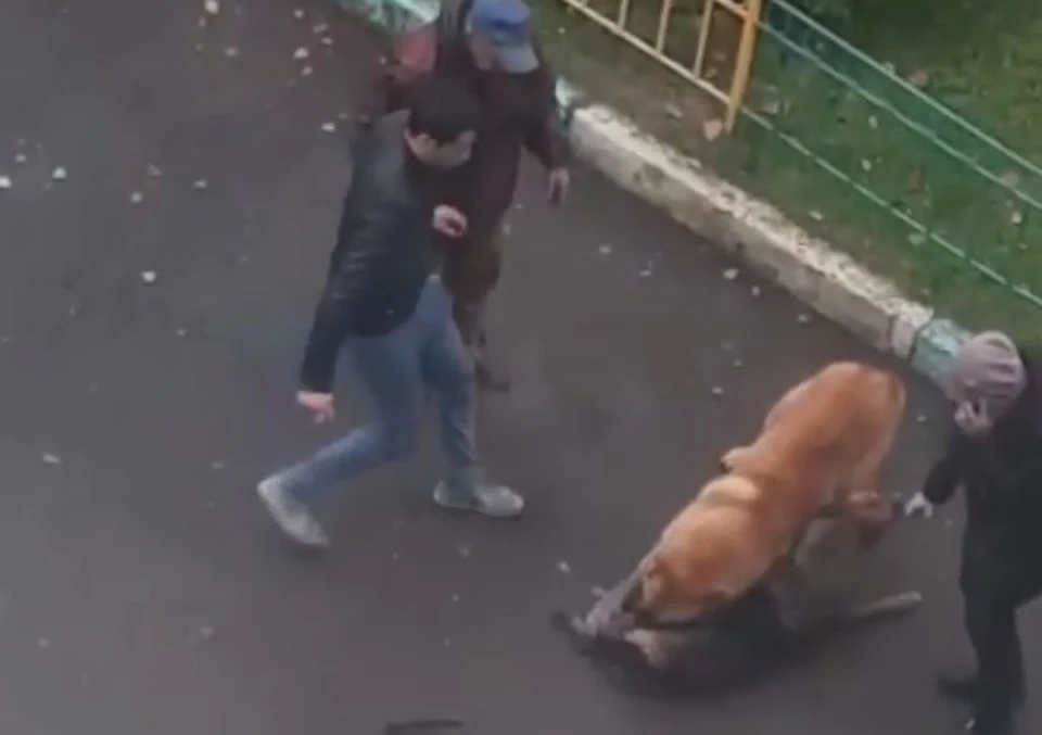 В Красноярске в Солнечном бродячий алабай покалечил овчарку. Стоп-кадр видео