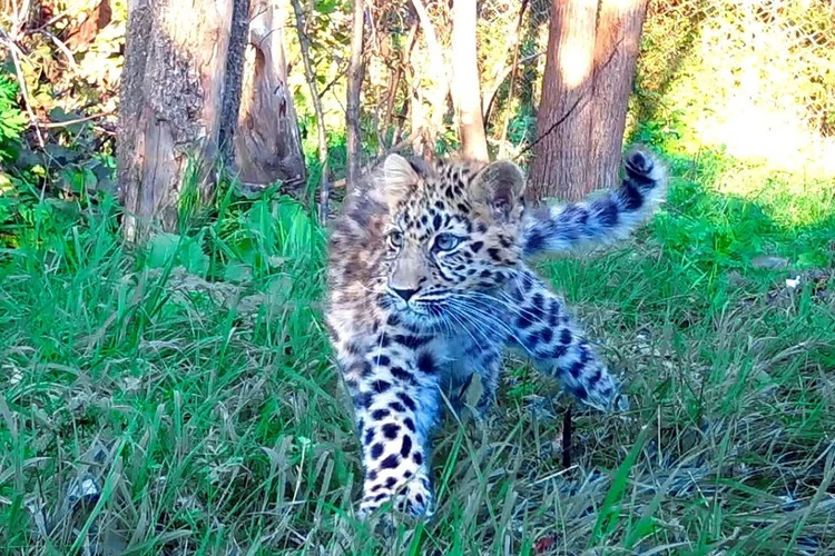 Грозный зверь или домашний котенок: спасенный в Приморье леопард проявил неуклюжесть