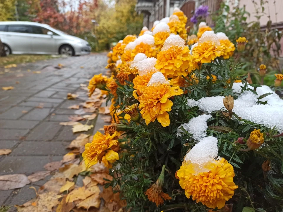 Ночью похолодает до -3 градусов. Фото: Наталья Качановская/АиФ-Томск