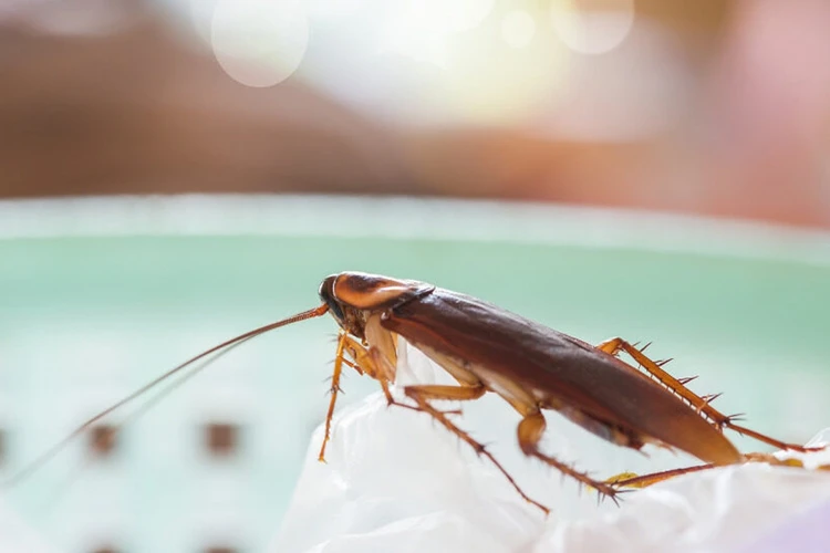 Лазер вместо тапочка: ученые предложили использовать против тараканов оружие, управляемое искусственным интеллектом