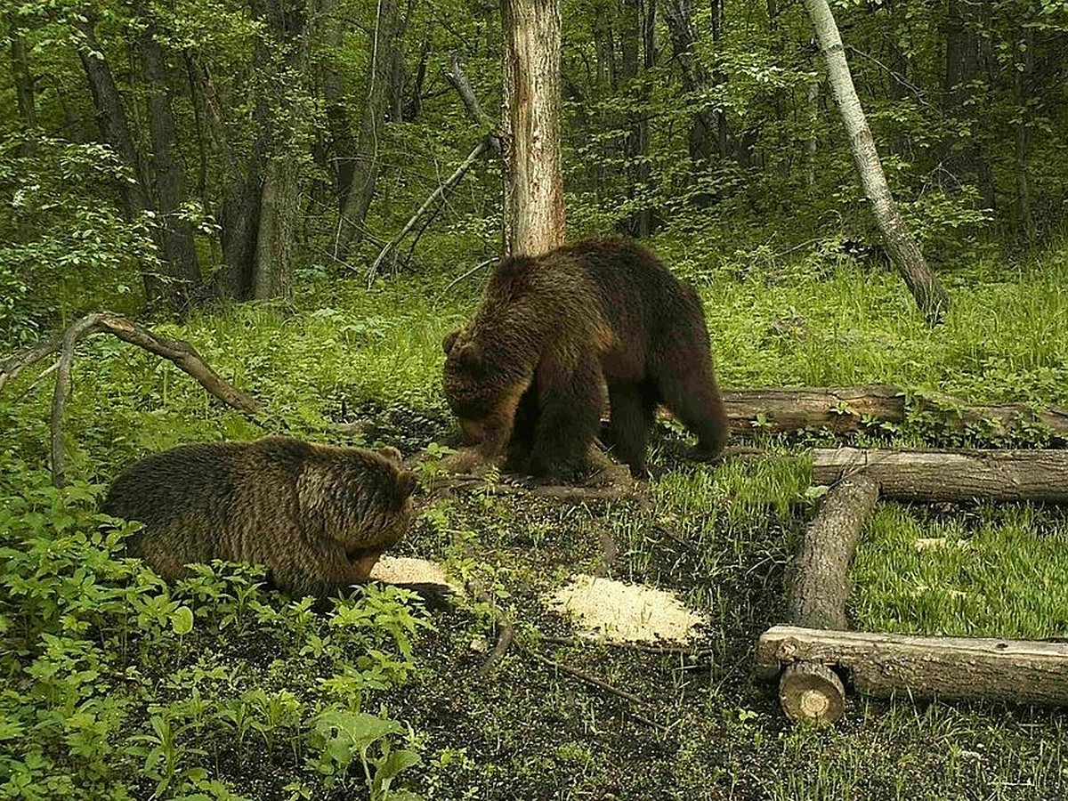 Заповедники «Оренбуржья» отмечают Всемирный день защиты животных - KP.RU