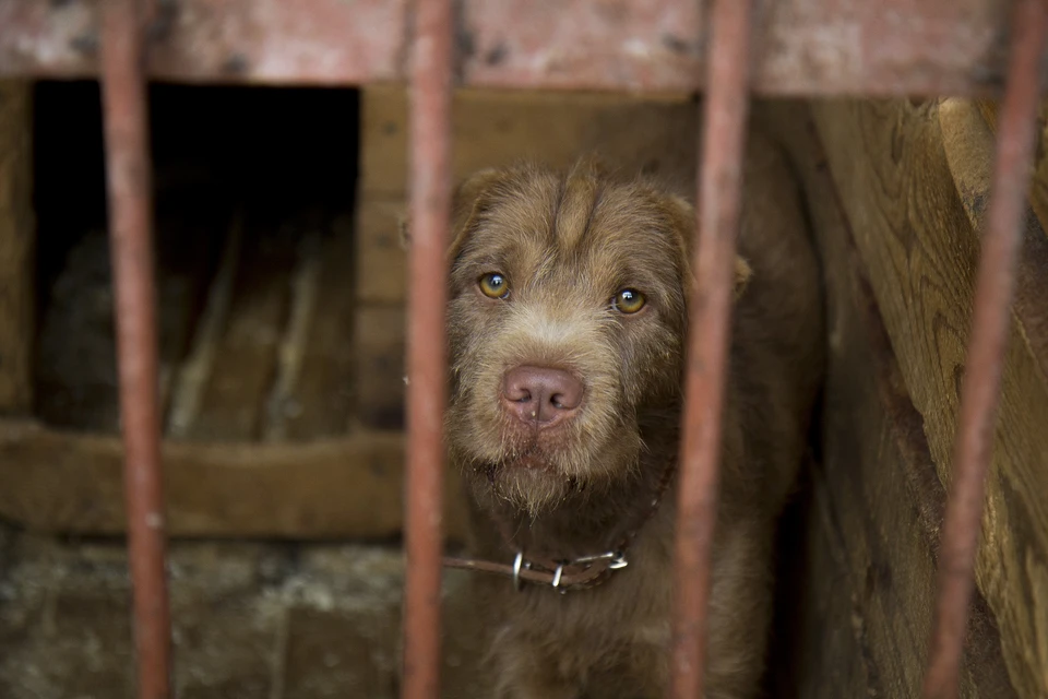 В Ульяновской области мобилизованные жители региона могут оставить своих питомцев в приютах для животных