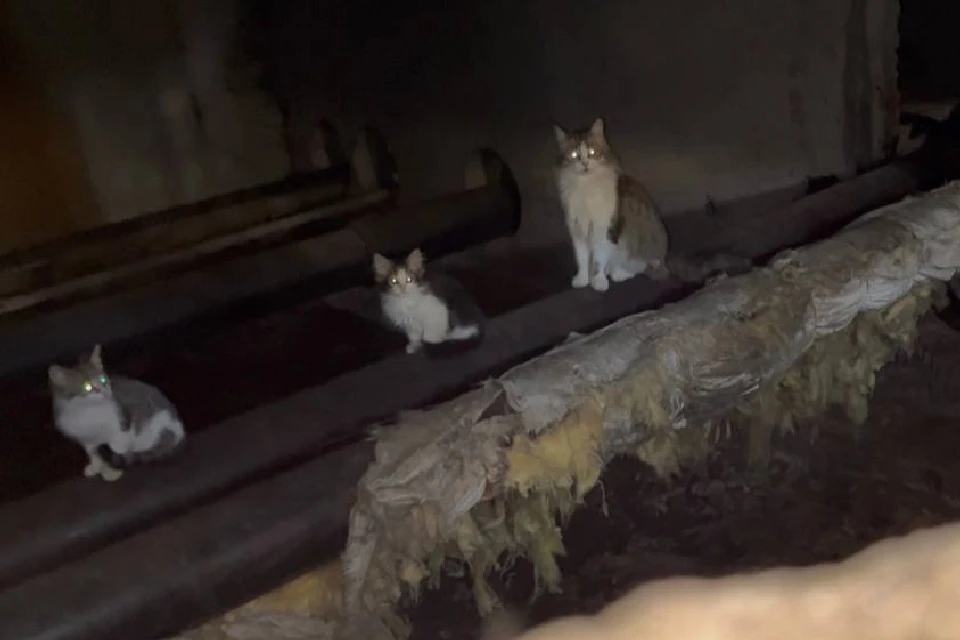 Сейчас из подвала выходят только кошка с полосатым котенком. Фото: vk.com/myrosta51
