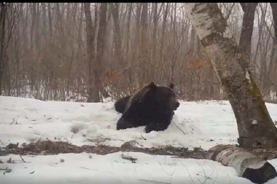 Утренние процедуры бурого медведя Фото: скрин с видео