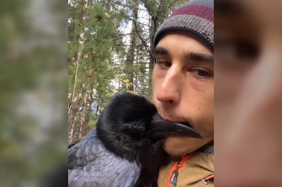 Ворон Гоша выучил новые команды. Фото: кадр видео Александра Чугайнов.