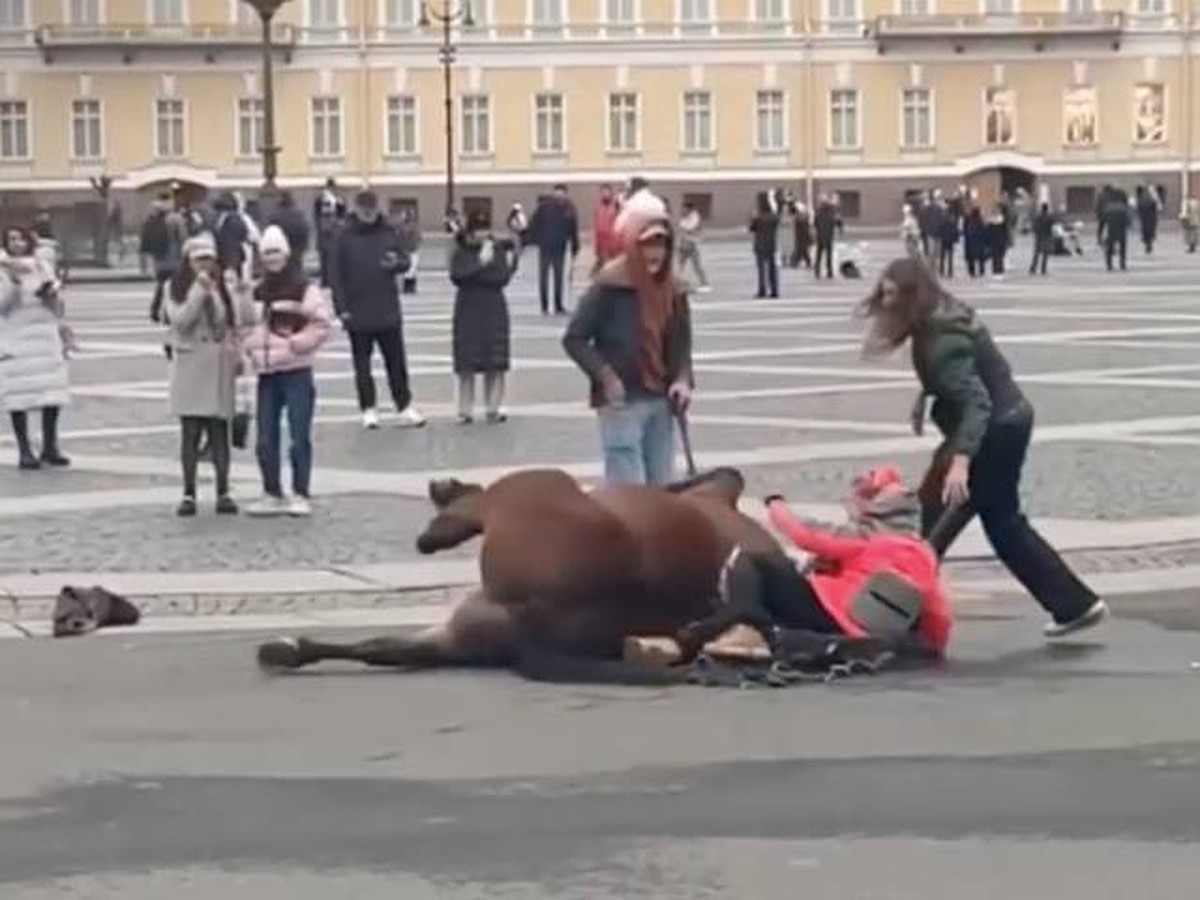 Лошади стало плохо на Дворцовой площади в Петербурге - KP.RU