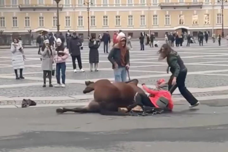 На Дворцовой площади лошади стало плохо и она упала