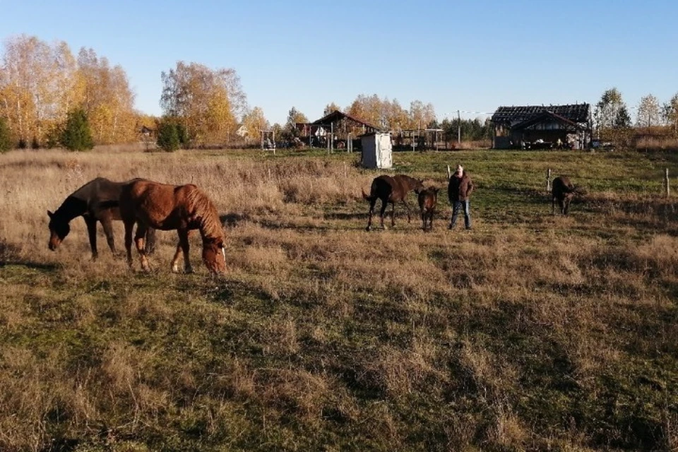 В поселке Середа Ярославской области на широких заливных лугах свободно гуляют лошади