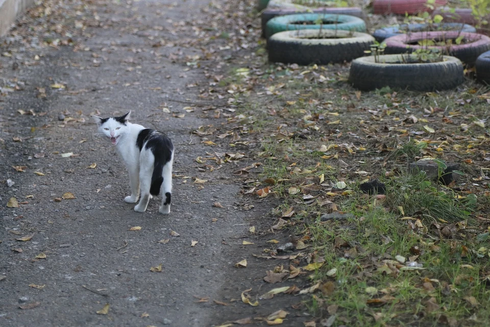 Житель Железногорска ограбил соседа, чтобы устроить достойные поминки для кота