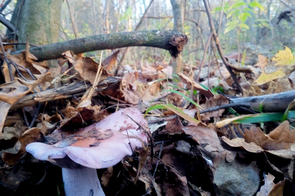 Женщина-грибник заблудилась в лесу под Липецком