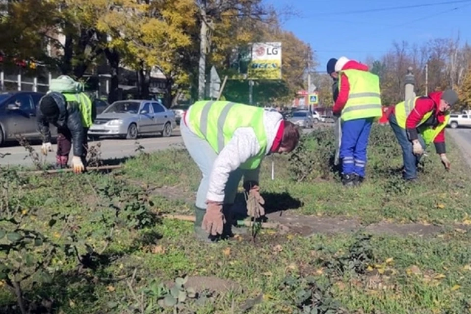 Дополнительные саженцы понадобились, чтобы заполнить пустые места на клумбах. Фото: пресс-служба гордумы Таганрога.
