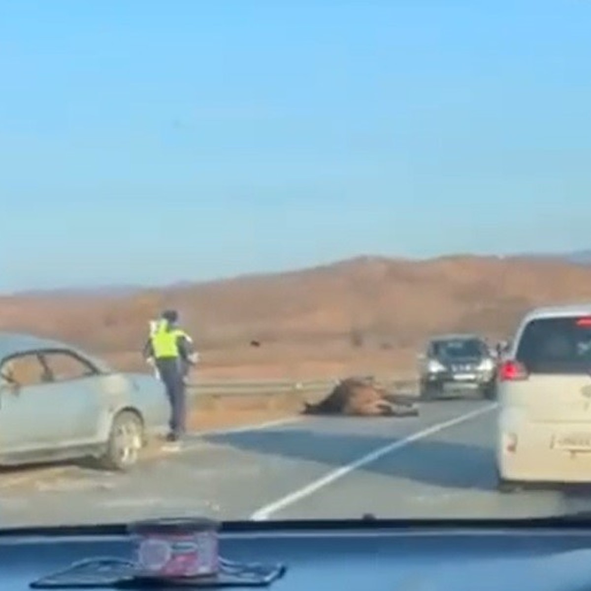 Машина всмятку, жив ли водитель?»: в Приморье произошло кровавое ДТП из-за  животного - KP.RU