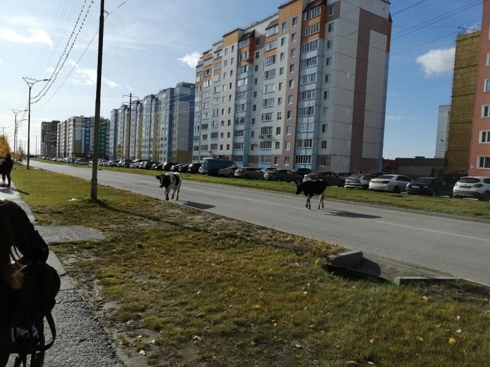 Фото: страница Эльвиры Бугай в соцсети "Вконтакте"