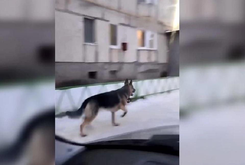 Та самая овчарка, которая мешает спокойно жить людям. Фото: скрин с видео "Ямал 1"