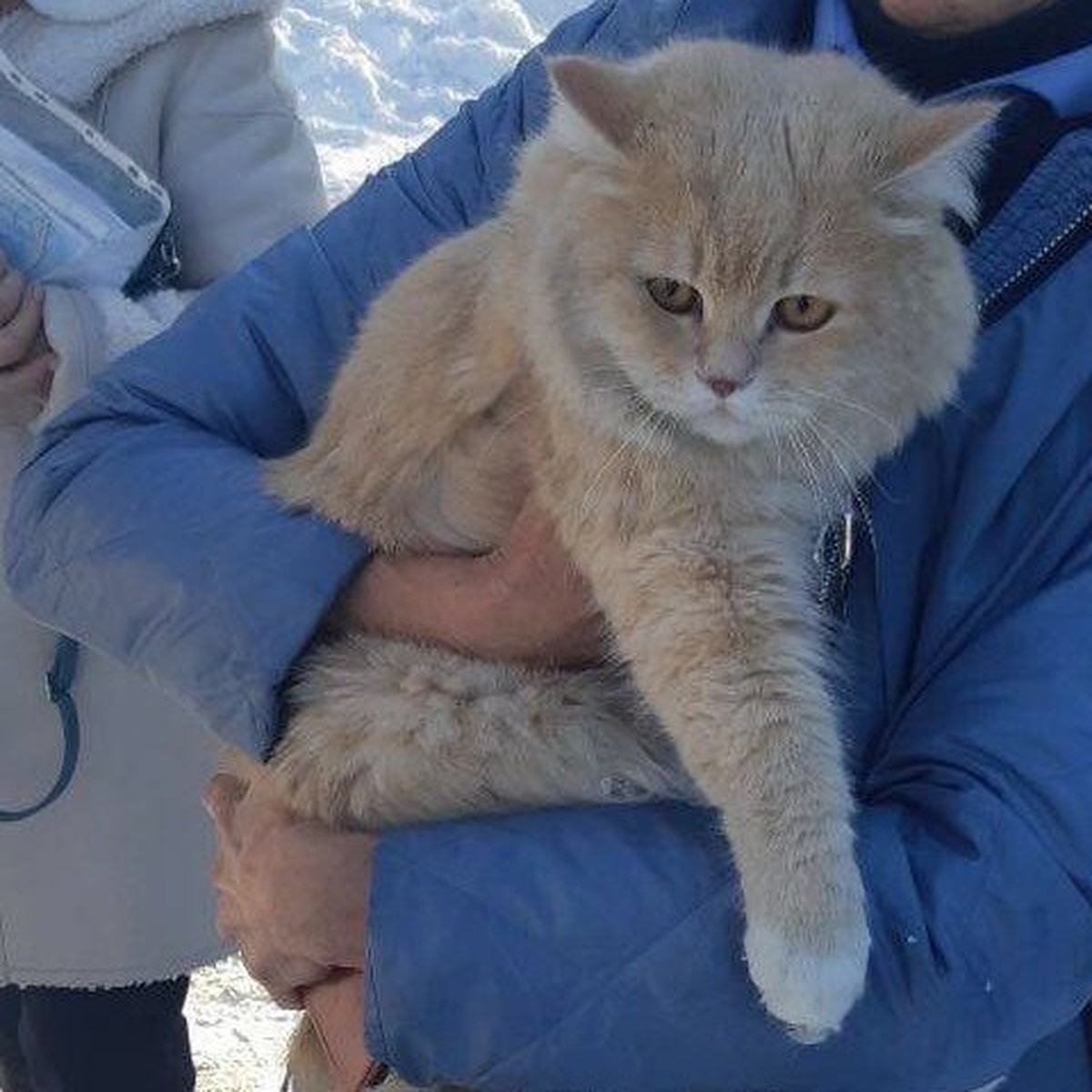 Толстый кот сбежал от хозяйки и застрял на дереве в Иркутске. Пришлось  звать спасателей - KP.RU