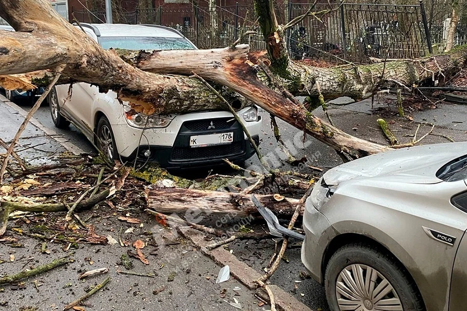 Тополь упал на две машины у Большохтинского кладбища. Фото: "Мегаполис"