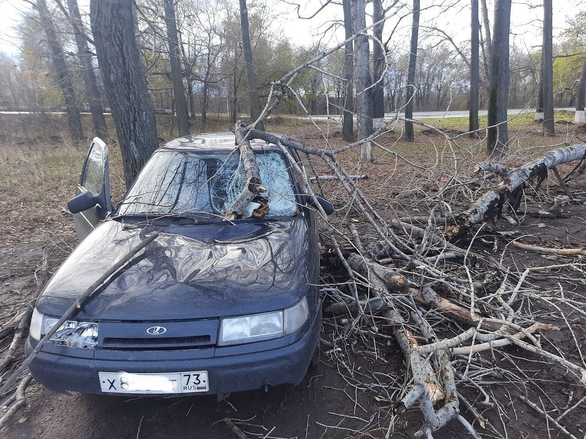 В Ульяновске упавшие деревья повредили два автомобиля - KP.RU