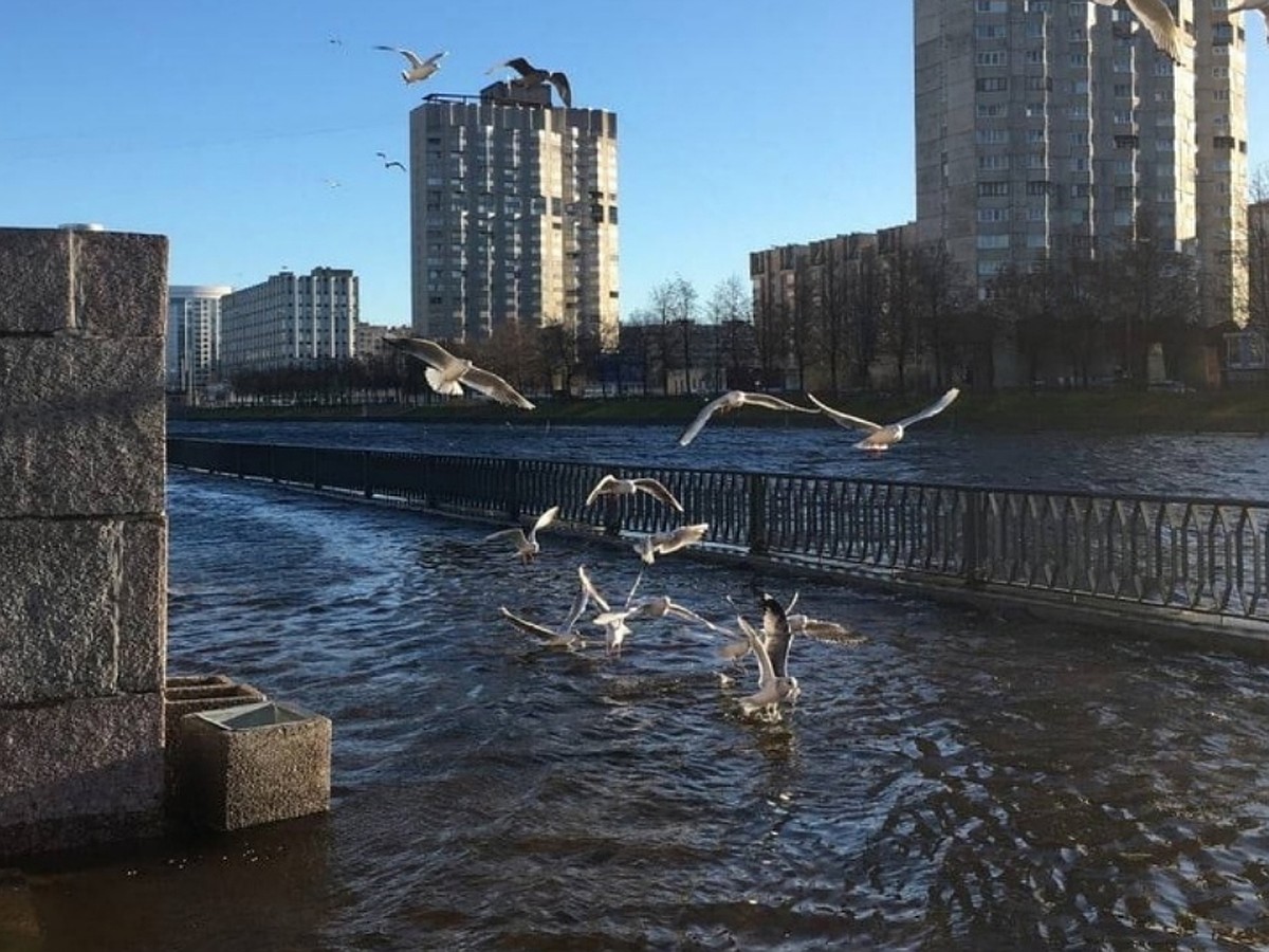 Набережную реки Смоленки опять затопило из-за сильного ветра - KP.RU