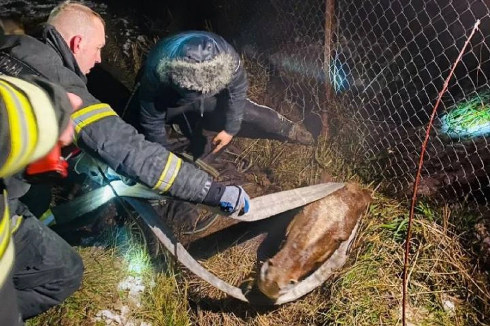 В Ленобласти пожарные спасли лошадь, упавшую в канаву / Фото: Леноблпожспас