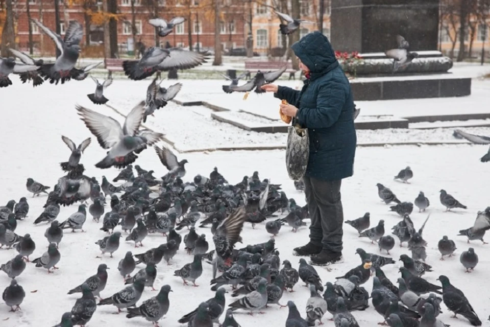 Птичьим гриппом заразились голуби и вороны в городе