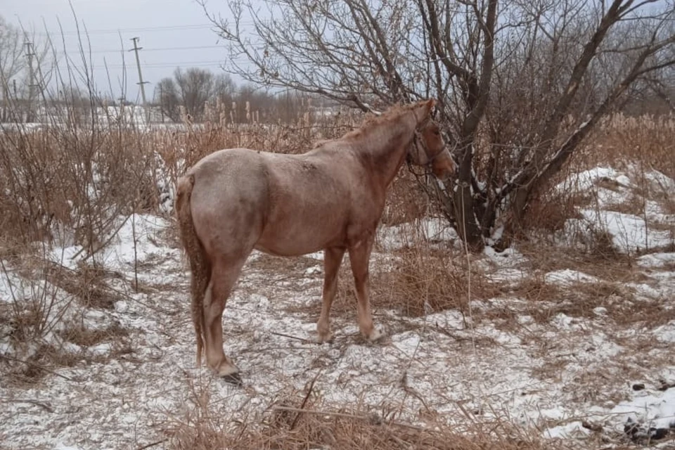 Голодная лошадь. Забивание жеребенка Якутия. В Башкирии замерзли лошади.