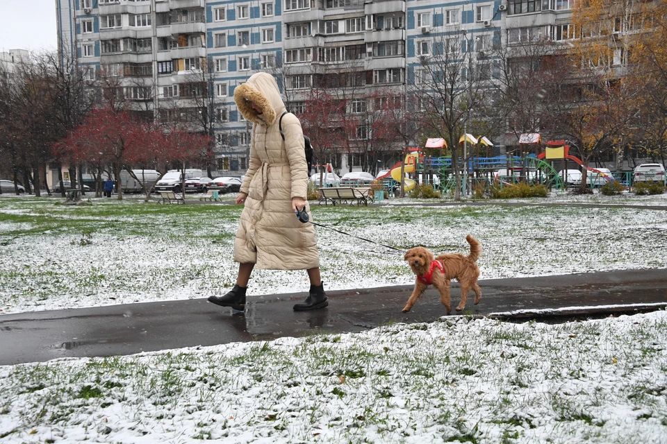 Собаки ниже 35 см могут гулять без намордника