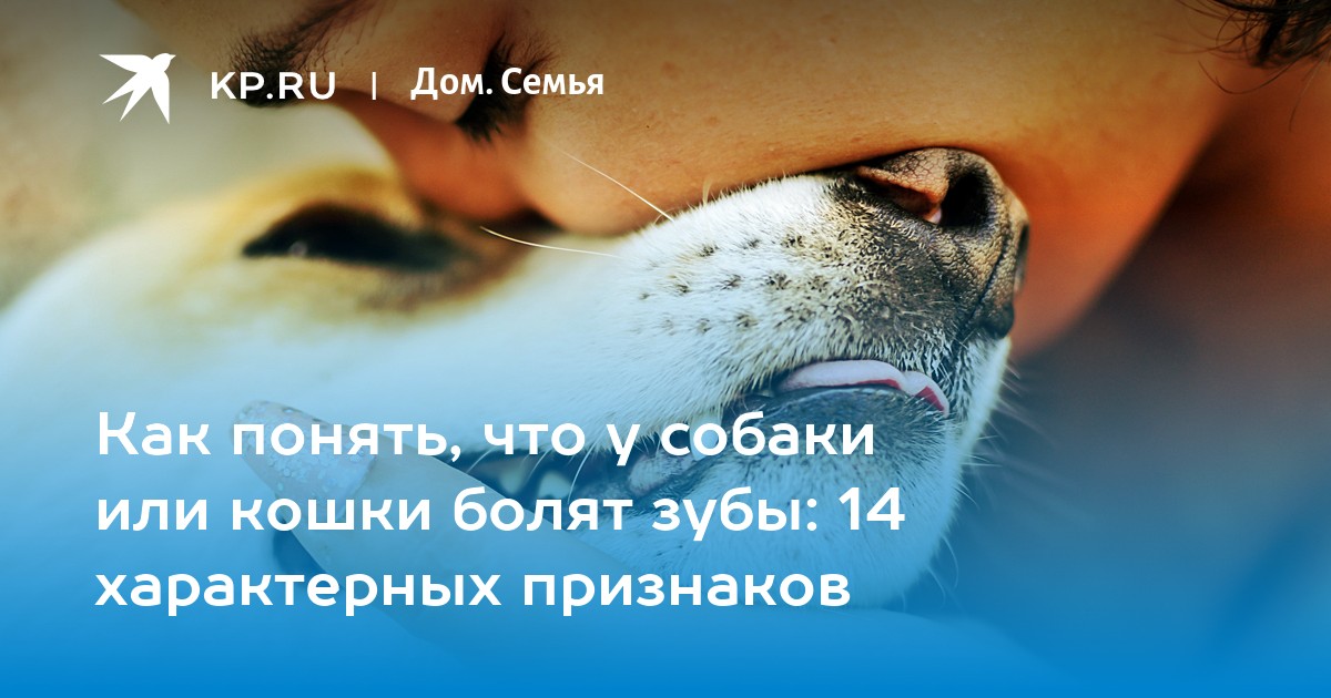 Как понять, что у собаки или кошки болят зубы: 14 характерных признаков -  KP.RU
