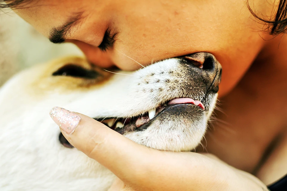 Как понять, что у собаки или кошки болят зубы: 14 характерных признаков -  KP.RU