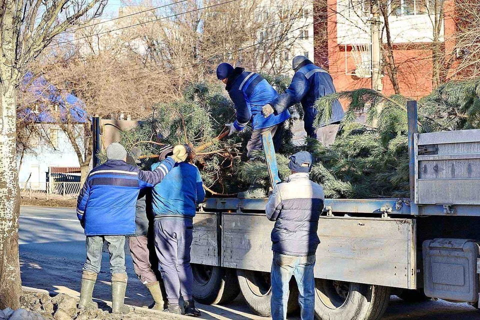 Заготовка хвойных деревьев ведется в Ново-Буянском лесничестве.