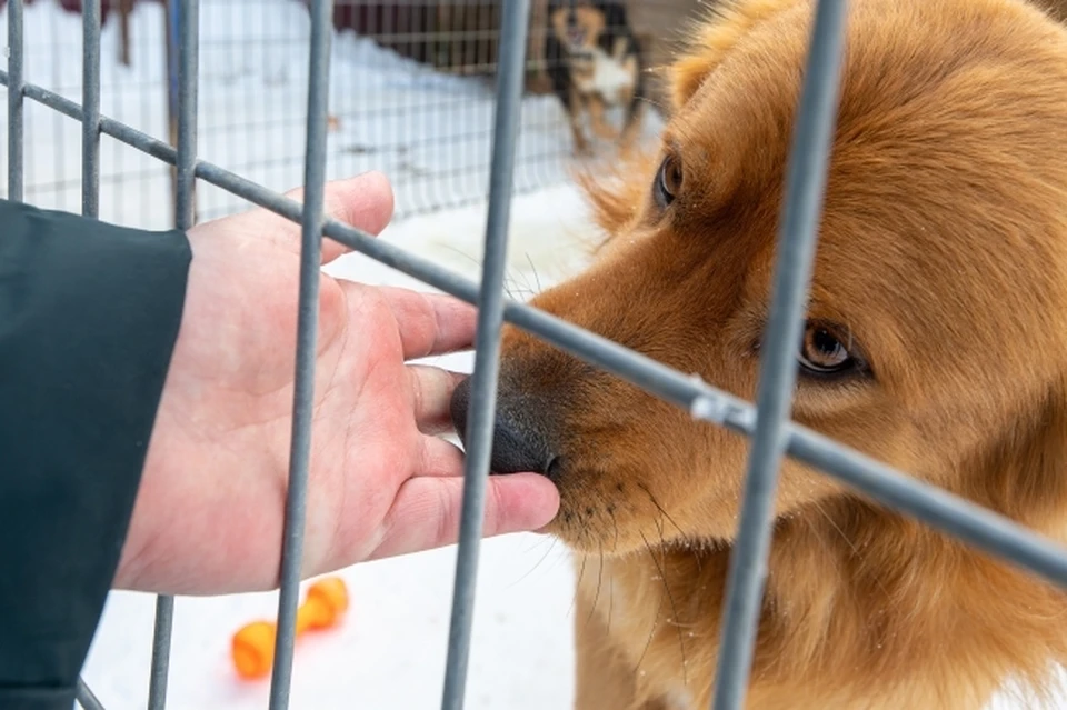 Парламент Башкирии намерен в первом чтении принять законопроект, предусматривающий государственную поддержку частных приютов для животных
