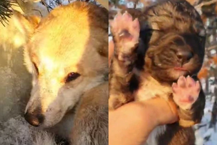 В Югре замерзающая собака с новорожденным щенком пришла за помощью к вахтовикам