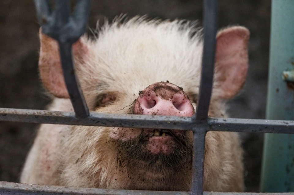 Из карантинной зоны изымут всех свиней и продукты животноводства