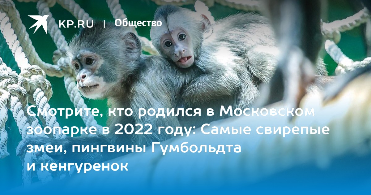 Смотрите, кто родился в Московском зоопарке в 2022 году: Самые свирепые змеи, пингвины Гумбольдта и кенгуренок