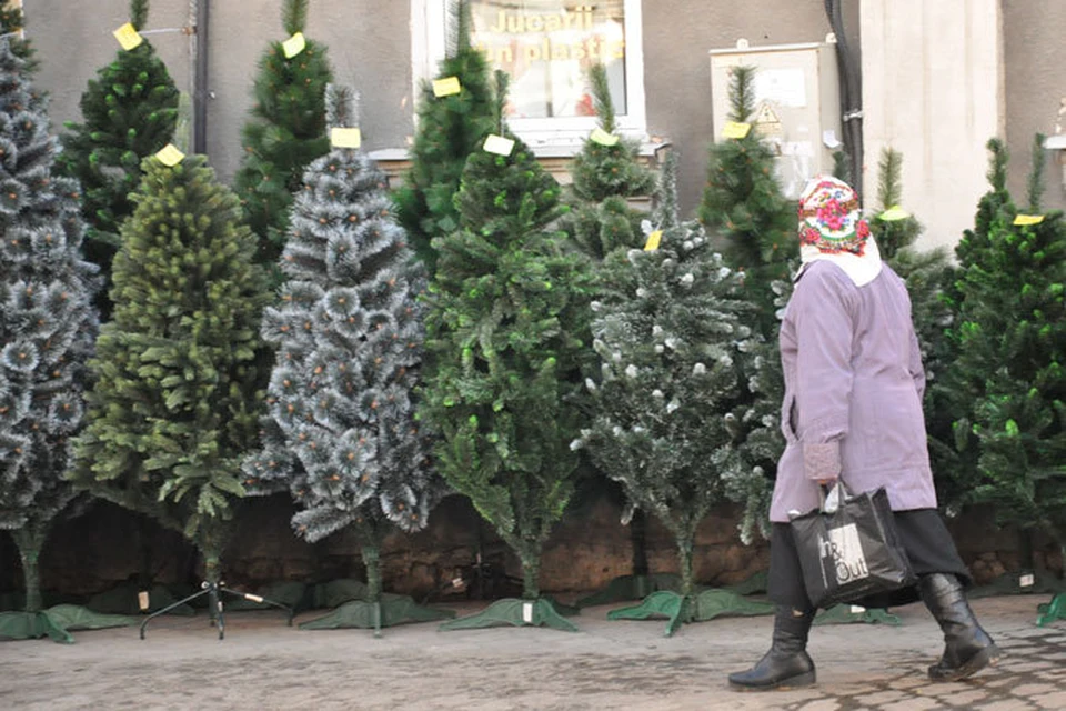 В Молдове выставят на продажу более 50 тысяч новогодних елей.