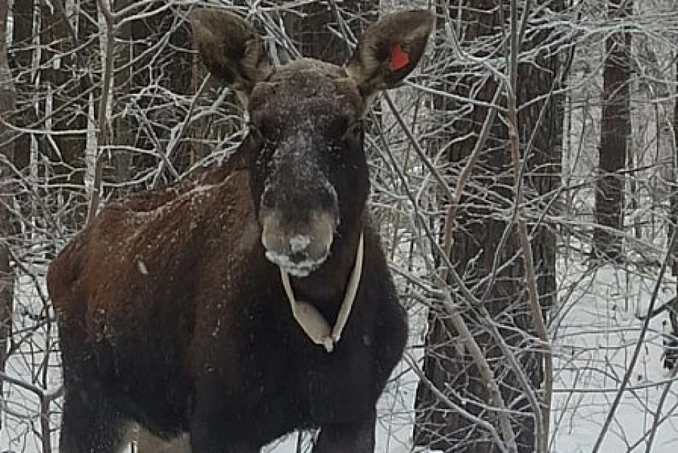 Лося Мишу можно встретить на территории Мытищинского и Лосинопогонного лесопарков. Фото:Валентина Федорова/пресс-служба нацпарка «Лосиный остров»