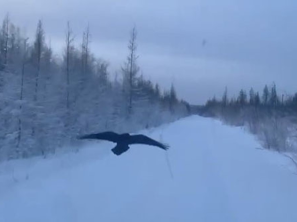 В Якутии наглый ворон взимает с водителей мзду: видео, гоп-стоп по-птичьи,  по-якутски, птица требует еду - KP.RU