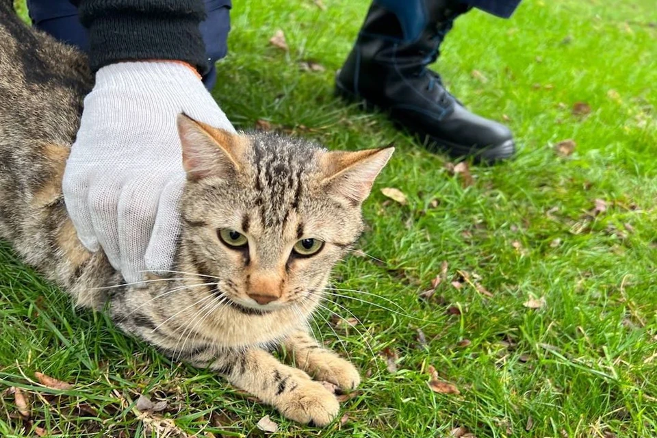 Кот стал постоянным клиентом спасателей Новороссийска. Фото: Телеграм-канал Алексея Одерова.