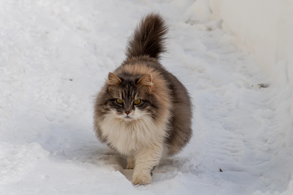 Какая погода ждет ижевчан в четверг, 15 декабря