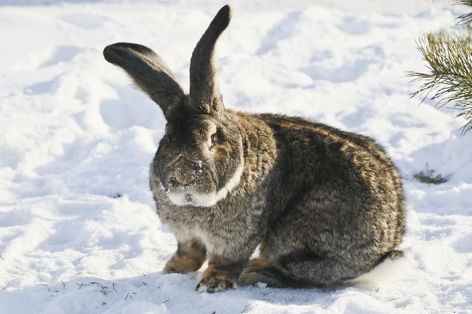 В преддверии Нового года в Новосибирской области растет спрос на фотосессии с кроликами.