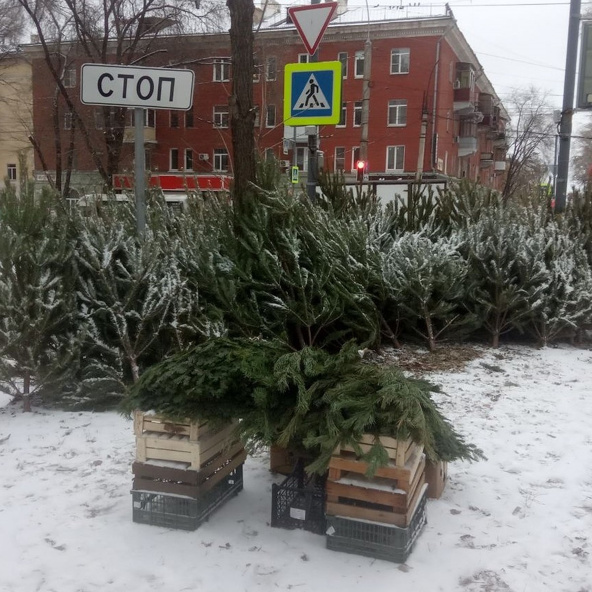 Запаса сосен у нас нет»: стало известно, откуда в Самару везут новогодние  елки - KP.RU