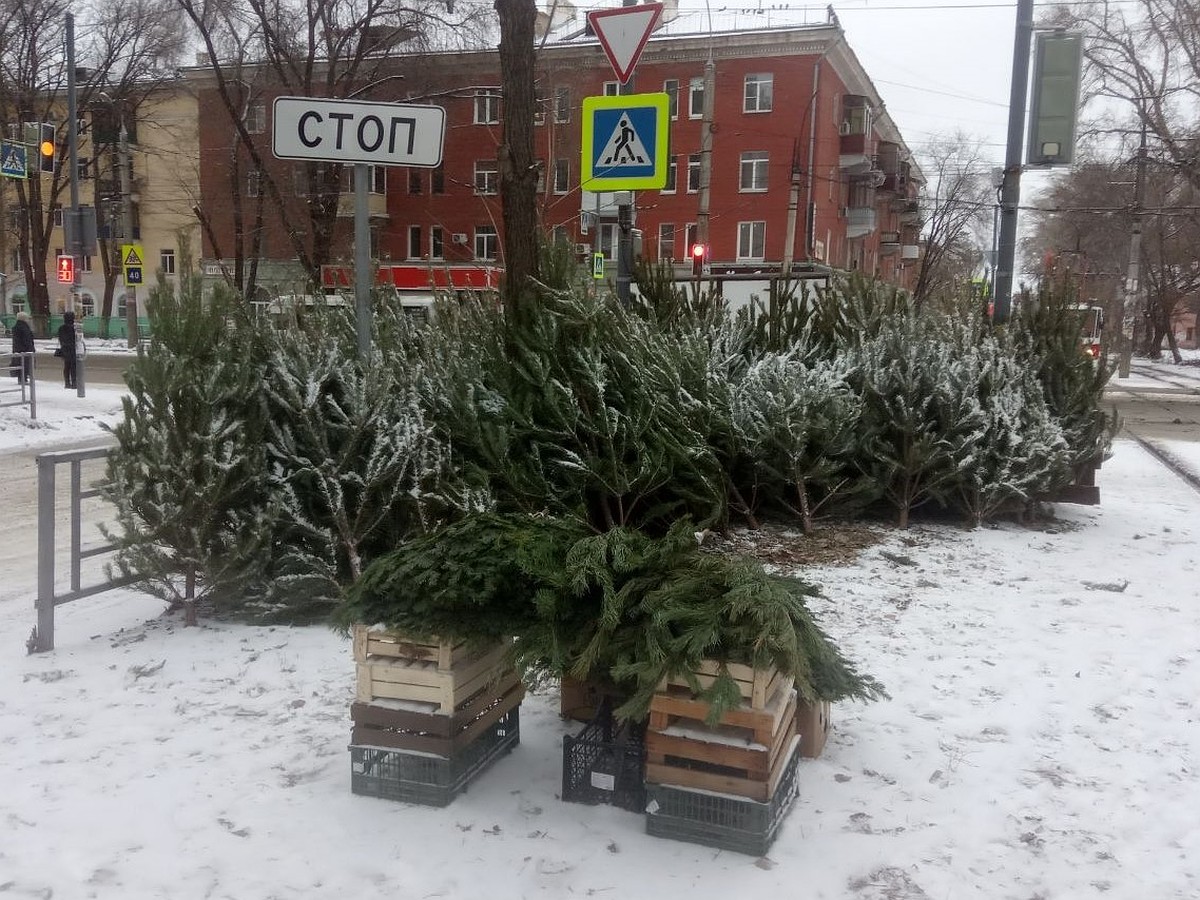 «Запаса сосен у нас нет»: стало известно, откуда в Самару везут новогодние  елки - KP.RU