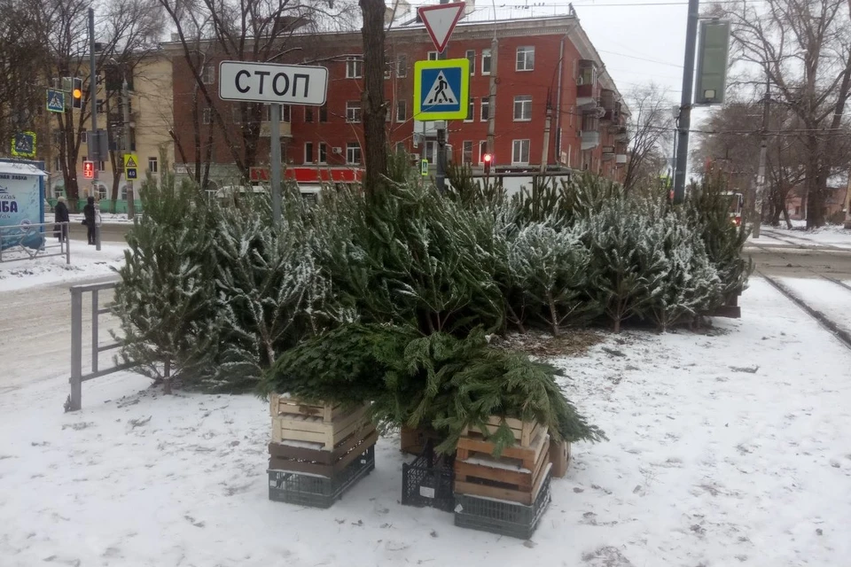 Все новогодние деревья в Самаре привозные