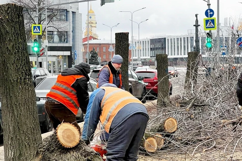 В Липецке спиливают засохшие деревья