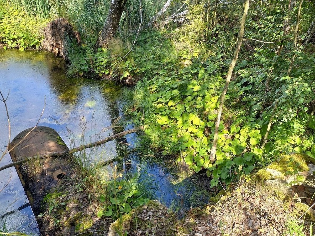 Почему штрафы не решают проблему загрязнения водных артерий Рязани - KP.RU