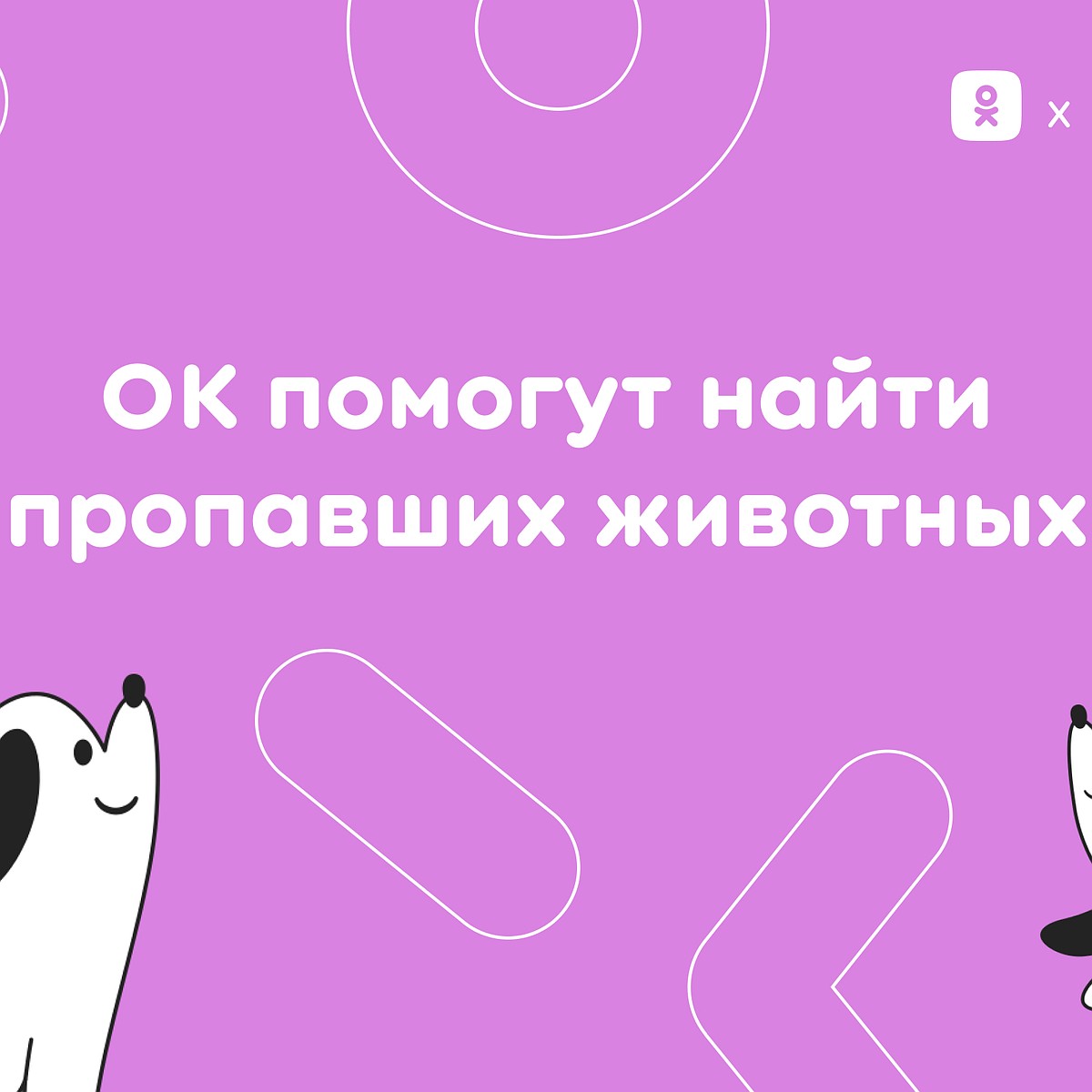 Одноклассники помогут пользователям в поиске потерянного питомца в  новогодние праздники - KP.RU